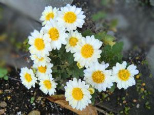 f:id:colorbless:20131118192524j:image