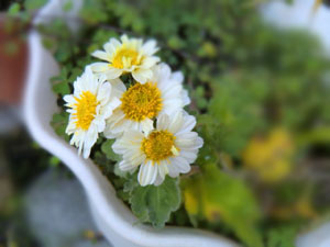 f:id:colorbless:20131118192534j:image