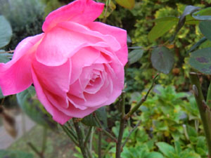 f:id:colorbless:20131205191251j:image