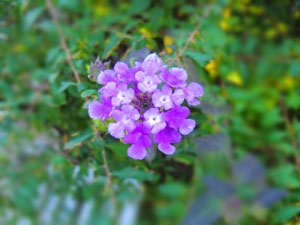 f:id:colorbless:20131206175147j:image