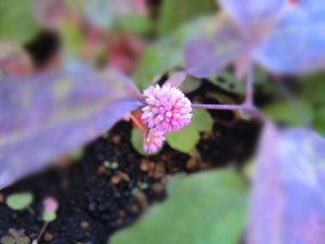 f:id:colorbless:20131206175209j:image