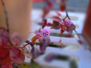 f:id:colorbless:20131206175223j:image
