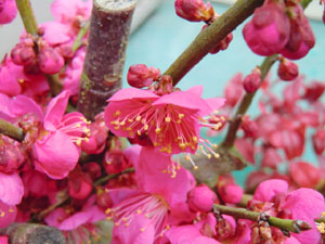 f:id:colorbless:20140129172314j:image