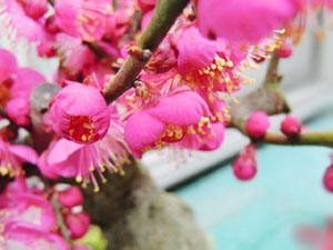 f:id:colorbless:20140129172342j:image