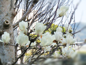 f:id:colorbless:20140304184042j:image