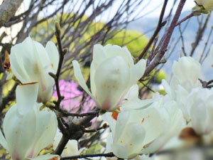 f:id:colorbless:20140304184121j:image