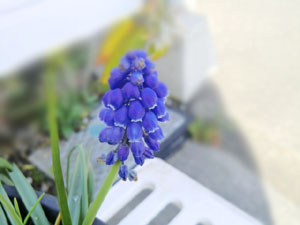 f:id:colorbless:20140304184546j:image