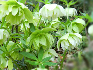 f:id:colorbless:20140312161009j:image
