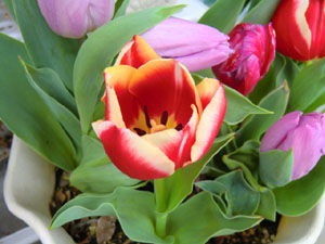 f:id:colorbless:20140319141925j:image