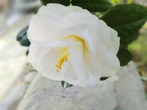 f:id:colorbless:20140323162907j:image