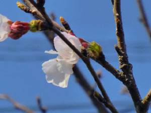 f:id:colorbless:20140323190342j:image
