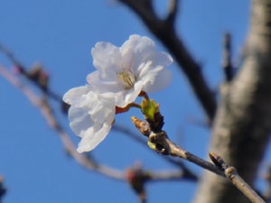 f:id:colorbless:20140323190409j:image
