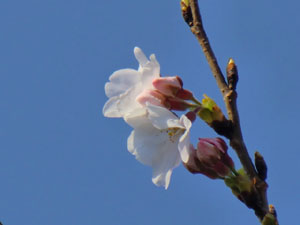 f:id:colorbless:20140323190533j:image