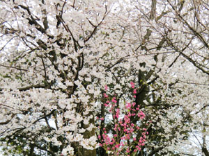f:id:colorbless:20140325152605j:image
