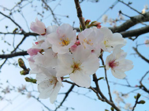 f:id:colorbless:20140326202528j:image