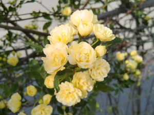 f:id:colorbless:20140331184151j:image