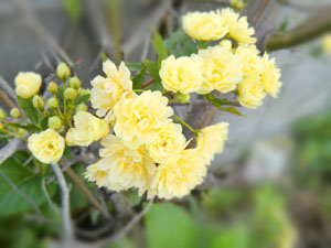 f:id:colorbless:20140331184201j:image