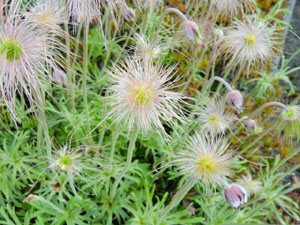 f:id:colorbless:20140413191156j:image