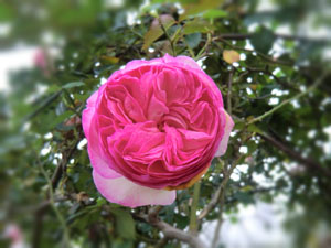 f:id:colorbless:20140422210831j:image