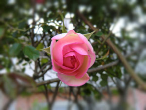 f:id:colorbless:20140422210844j:image