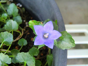 f:id:colorbless:20140530200933j:image