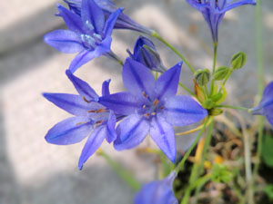 f:id:colorbless:20140604165505j:image