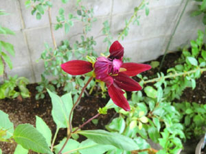 f:id:colorbless:20140704192705j:image