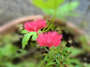 f:id:colorbless:20140708170404j:image