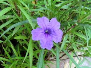 f:id:colorbless:20140813102933j:image