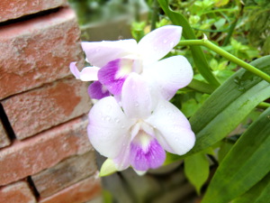 f:id:colorbless:20140817175245j:image