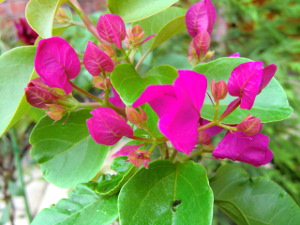 f:id:colorbless:20140817175526j:image