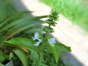 f:id:colorbless:20140826161835j:image