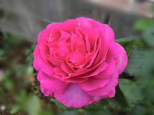 f:id:colorbless:20141111172556j:image