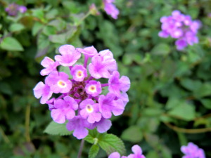 f:id:colorbless:20141111172617j:image