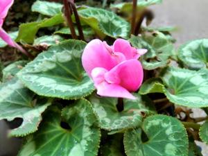 f:id:colorbless:20141123182343j:image