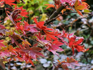 f:id:colorbless:20141127150529j:image