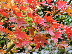 f:id:colorbless:20141127150551j:image