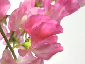 f:id:colorbless:20141225170248j:image