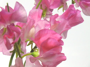 f:id:colorbless:20141225170330j:image