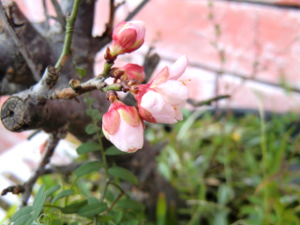 f:id:colorbless:20150210154432j:image