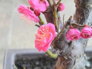 f:id:colorbless:20150210154656j:image