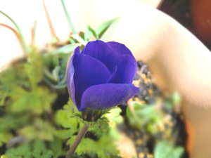 f:id:colorbless:20150310154016j:image