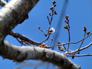 f:id:colorbless:20150323142804j:image