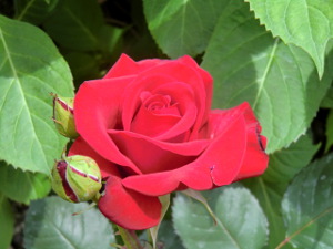 f:id:colorbless:20150417152211j:image