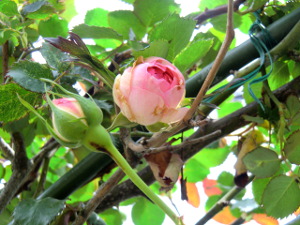 f:id:colorbless:20150417152446j:image