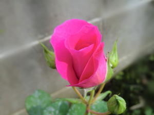 f:id:colorbless:20150420183227j:image f:id:colorbless:20150420183227j:image