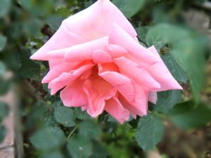 f:id:colorbless:20150429181200j:image