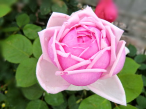 f:id:colorbless:20150429181330j:image