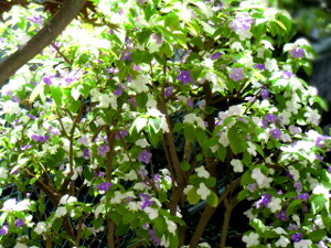 f:id:colorbless:20150504162610j:image