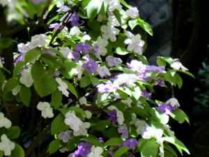 f:id:colorbless:20150504162656j:image